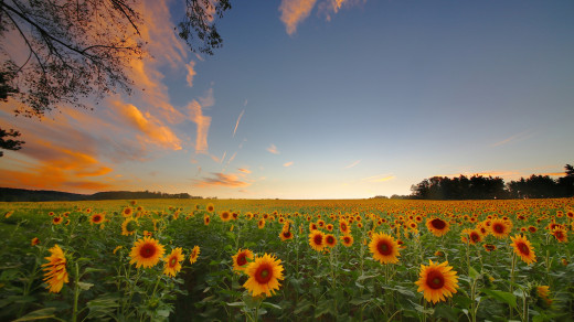 972875 (a): :2048x1150